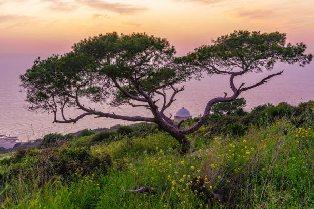 Sunset view of Holy Family Chapel, and Mediterranean Sea, Haifa Sunset view of The Holy Family Chapel, and the Mediterranean Sea, on Mount Carmel, with a tree and spring wildflowers, Haifa, Northern Israel historical palestine photos stock pictures, royalty-free photos & images