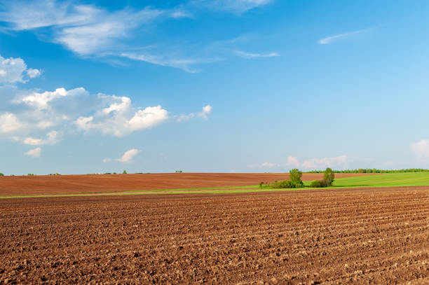 plowed field and blue sky in sunset