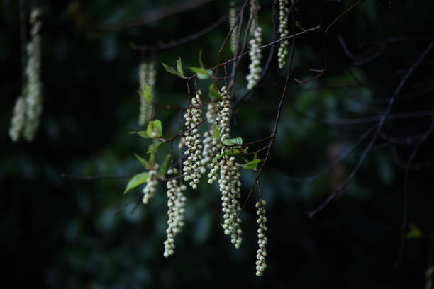 istock Stachyurus praecox (Kibushi) flowers. 1389471300