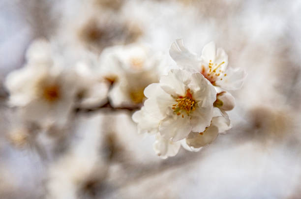 April 2022, spring branches, almond tree flowers.Akşehir / Turkey