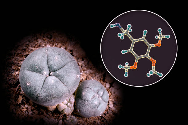 Mescaline molecule and its natural source, Lophophora williamsii cactus, 3D illustration and photograph Mescaline molecule and its natural source, Mexican peyotl cactus (Lophophora williamsii), 3D illustration and photograph. Mescaline is a hallucinogenic substance present in the flesh of the cactus peyote cactus stock pictures, royalty-free photos & images