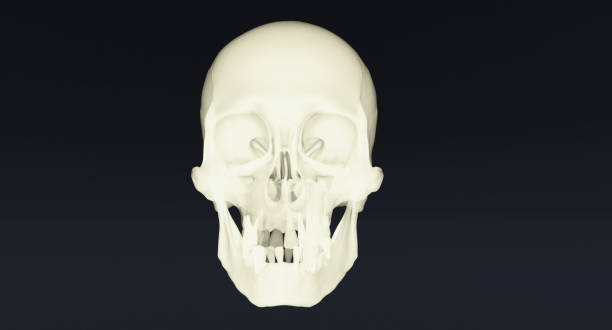 istock 3D Set of Human skulls isolated on black background, 1389473429