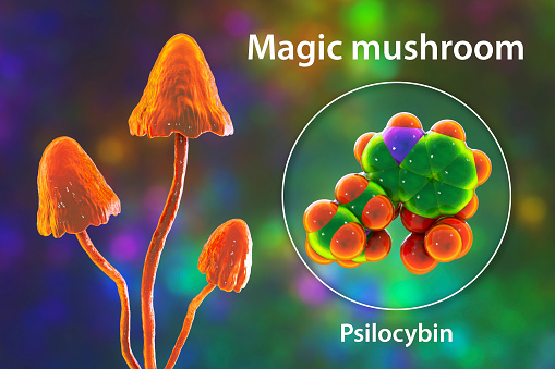 Psilocybin mushrooms, 3D illustration. Commonly known as magic mushrooms, a group of fungi that contain psilocybin which turns into psilocin upon ingestion and cause the psychedelic effects