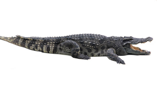 istock a large crocodile lies with its mouth open on a white background 1389474308