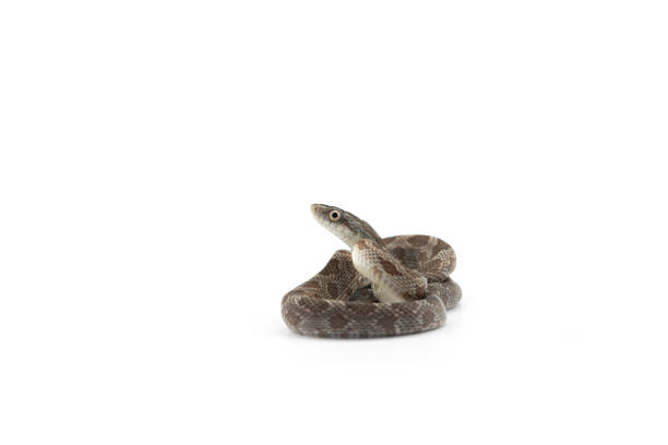 istock beautiful colorfull Rat Snake isolated on white background 1389474611