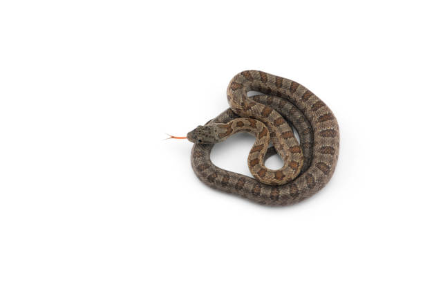 istock beautiful colorfull Rat Snake isolated on white background 1389474617