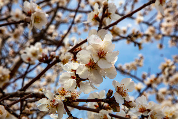 istock April 2022, spring branches, almond tree flowers. 1389474625