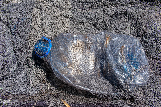 Plastic pet bottle caught in fishing net