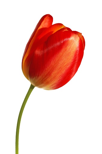 Beautiful tulip flower close up, isolated on white background