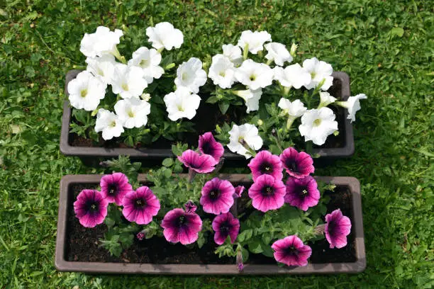Seedlings of surfinia - overhanging petunias of white and purple colors transplanted into a larger flower boxes. Gardening, spring time