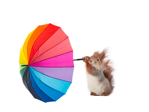 gusts of wind pulls out an umbrella from the paws of a squirrel isolated on a white background