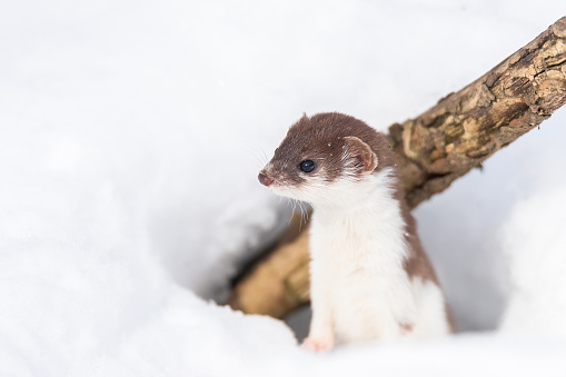 A short-tailed weasel pops its head out from the snow while hunting for food during winter