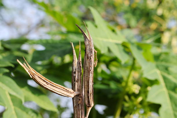istock dried okra fruit or vegetable in field 1389476647
