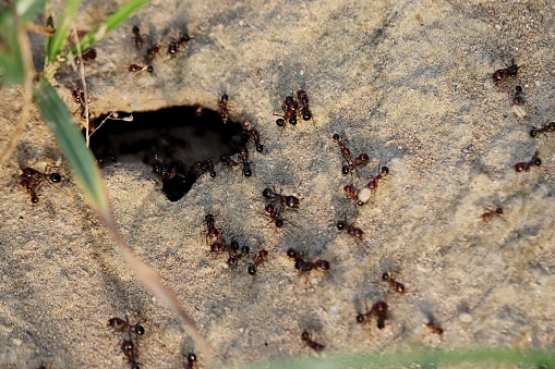 Close-up photo of ants carrying grains of grain to the anthill