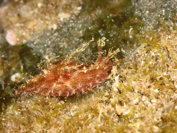 istock Tiny nudibranch on rock in Reunion island 1389476793