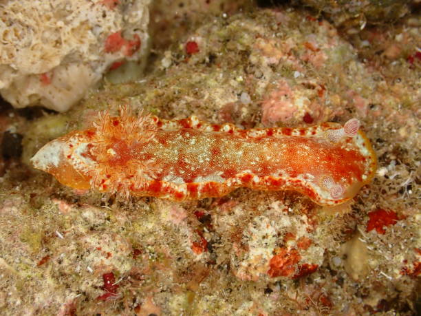 istock Tiny nudibranch on rock in Reunion island 1389476863