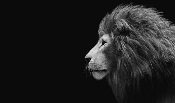 istock Lion portrait on black 1389477694