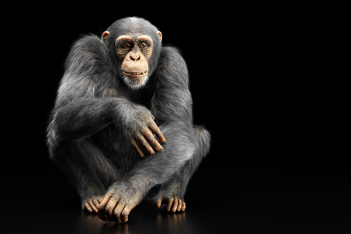 Chimpanzee monkey sitting portrait on black background