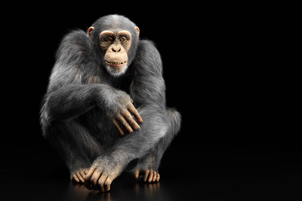 Chimpanzee monkey sitting portrait on black stock photo