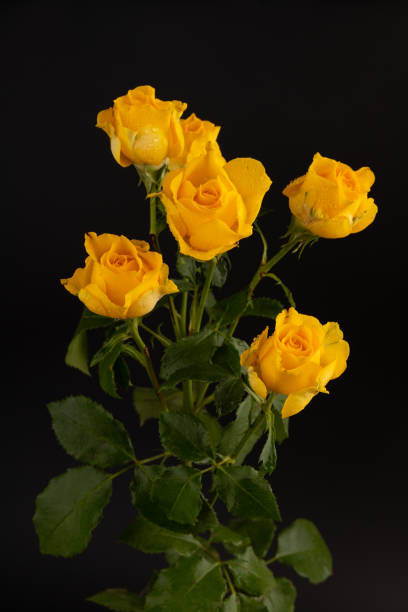 istock Yellow roses on the black isolated background. Closeup. For design, texture, borders, frame, background. Nature. 1389477763