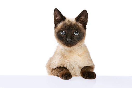 Close-up portrait of cute Thai cat with blue eyes looking at camera isolated on white studio background. Concept of animal life, pets, friend, love, comfort and care concept. Copy space for ad