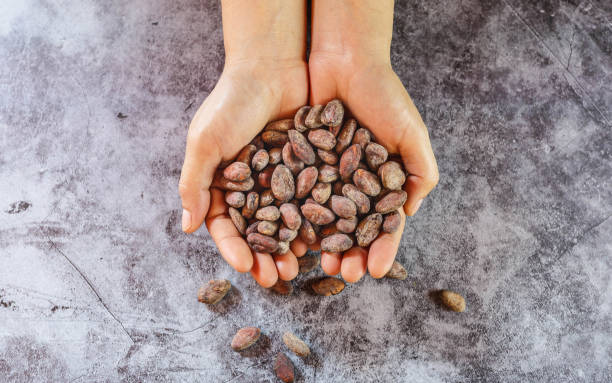 istock Dried brown cocoa beans in farmer hand 1389477860