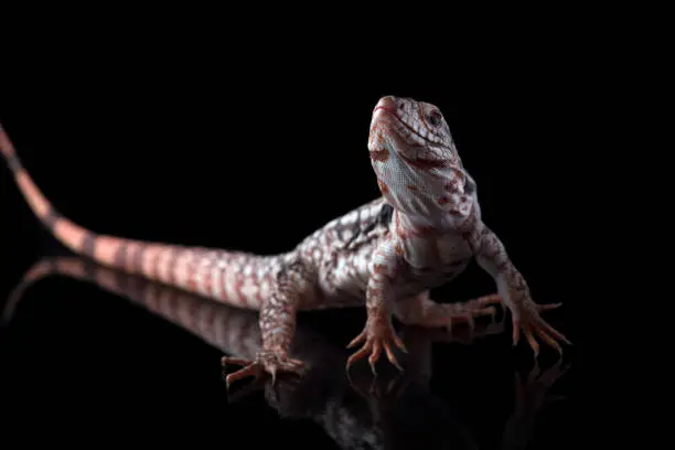 Photo of Argentine Red Tegu Lizard isolated on black background