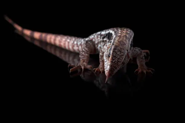 Photo of Argentine Red Tegu Lizard isolated on black background