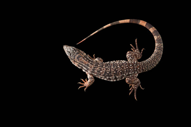 istock Argentine Red Tegu Lizard isolated on black background 1389478195