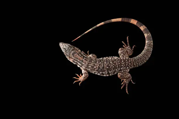 Photo of Argentine Red Tegu Lizard isolated on black background