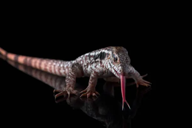 Photo of Argentine Red Tegu Lizard isolated on black background
