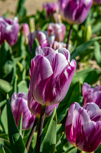 Purple tulips blooming from half to late spring, at 18/135, 200 iso, f 14, 1/160 second
