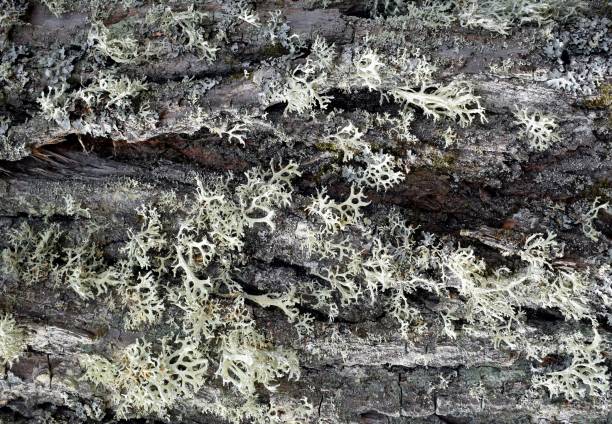 istock Tree bark texture with lichen close up, natural background 1389479434