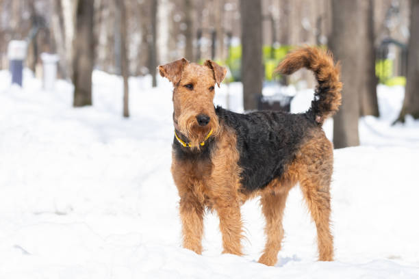 terrier galés sobre nieve blanca - welsh culture fotos fotografías e imágenes de stock