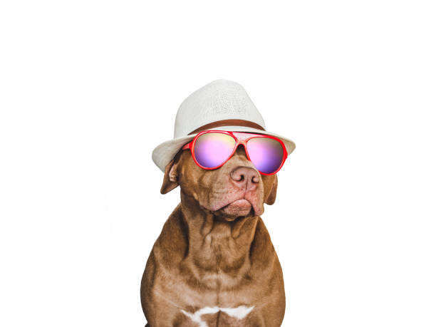 istock Lovable, pretty brown puppy and sun hat 1389480720
