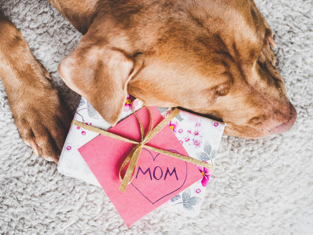 istock Lovable, adorable brown puppy and gift box 1389480841