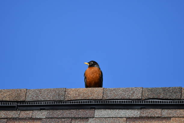 A lone crow observes from a high perch on a roof line of a detached house. Winter morning with a clear sky over Metro Vancouver.
