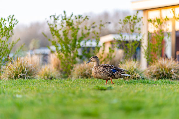 istock Duch on the green grass. wild duck on a green meadow 1389483151