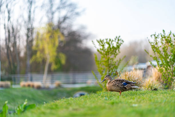 wild ducks on a green meadow