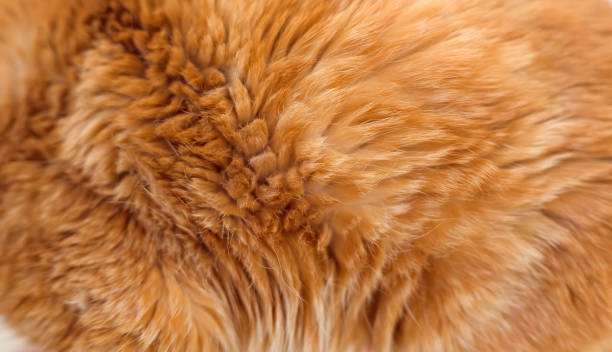 istock Red cat fur closeup. 1389483622