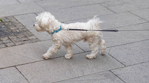 istock Maltese Poodle Pet Dog 1389484759