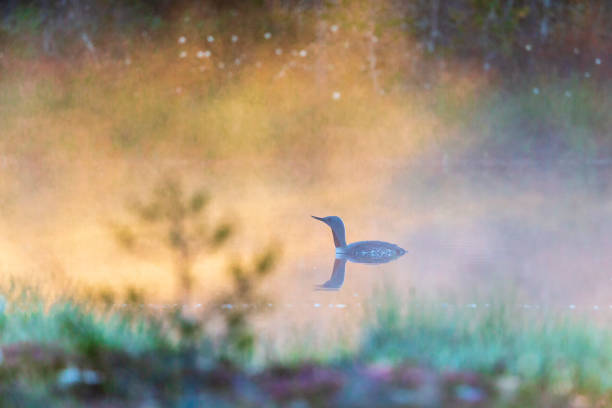 loon de garganta vermelha em um lago um nascer do sol enevoado - sweden summer swimming lake - fotografias e filmes do acervo