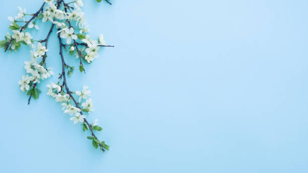 istock Plum blossom branch on a blue background 1389485368