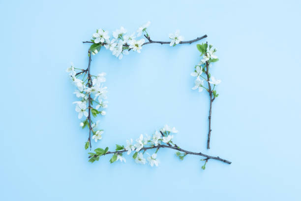 istock Plum blossom branch on a blue background 1389485371