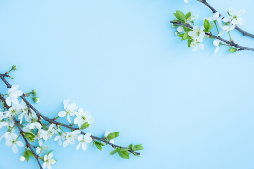 Spring flowers frame on blue background. Flowering tree branch, spring concept