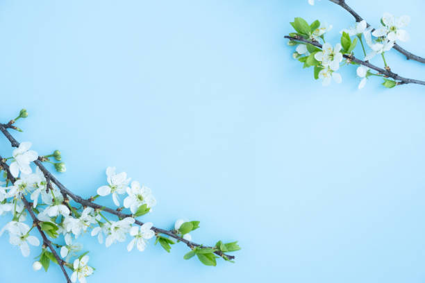 Plum blossom branch on a blue background Spring flowers frame on blue background. Flowering tree branch, spring concept flowering plum stock pictures, royalty-free photos & images