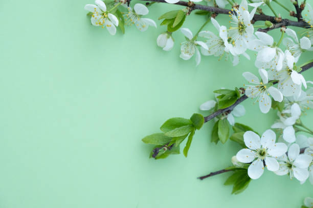 istock Plum blossom branch on a green background 1389485373