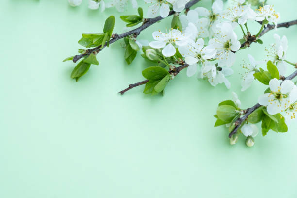 istock Plum blossom branch on a green background 1389485890