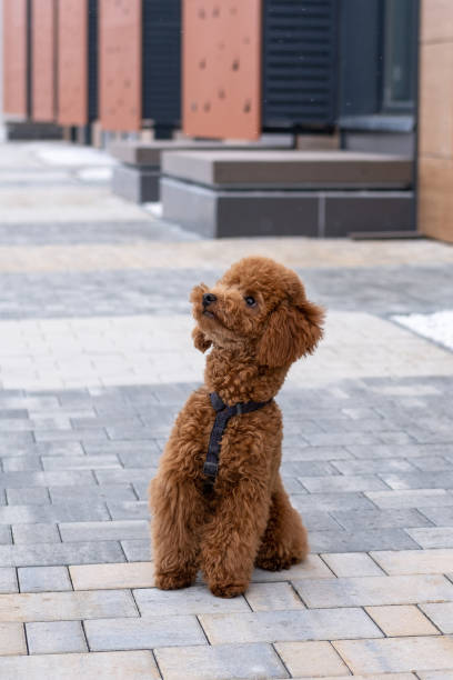 istock Beautiful little brown poodle dog in a harness. 1389487439