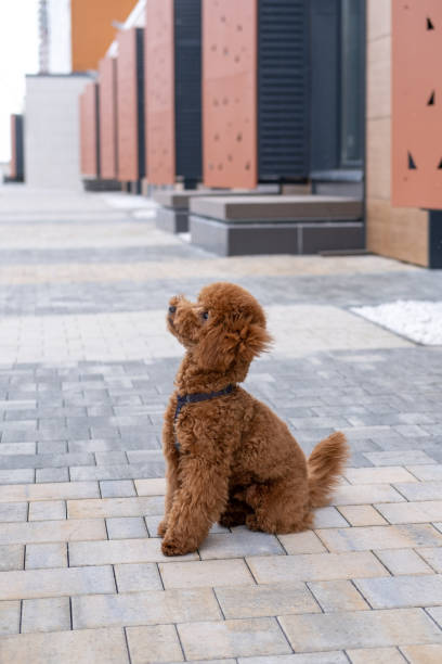istock Beautiful little brown poodle dog in a harness. 1389487445